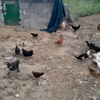 فروش اردک،غاز،بوقلمون،مرغ،جوجه به صورت تکی و جمعی|حیوانات مزرعه|لولمان, |دیوار