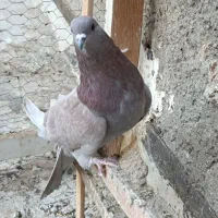 دمگیر سرخ. خرقه. سینه دمپاک