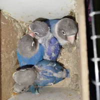 کوتوله برزیلی