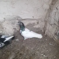 کبوتر نر پاکستان