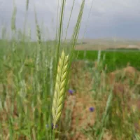 بذر یونجه درجه یک یک