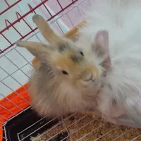 فروش دو تا خرگوش هلندی زیبا