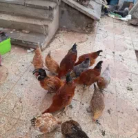 مرغ وخروس گلین