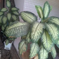 سه عدد گل دیفن باخیا در رابر