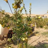 نهال به اصفهان