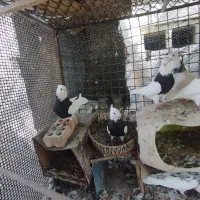 کبوتر طوقی|پرنده|بندرعباس, |دیوار