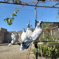 تعدادی کبوتر|پرنده|تهران, امیریه|دیوار