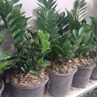 گل آپارتمانی به قیمت گلخانه و ارزان