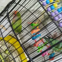 طوطی برزیلی