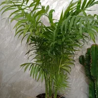 گل آپارتمانی پتوس زاموفیلیا سانسوریا آگلونما  یوکا