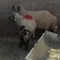 بره نر وماده