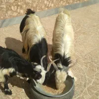 بُز جوان شکمه اول و کولار آبستن|حیوانات مزرعه|خرامه, |دیوار