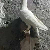 کفتر کبوتر سبز سفید کاکلی