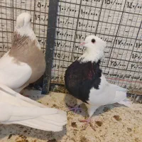 طوق کرمانشاهی|پرنده|مبارکه, |دیوار