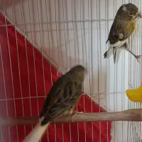 دو عدد قناری ابلغ جوجه برج ۱۲