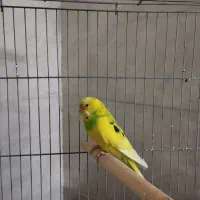 مرغ عشق خوش رنگ