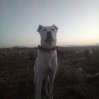 سگ گمشده