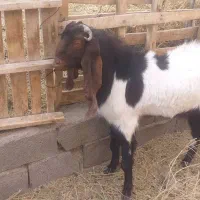 نری پاکستای