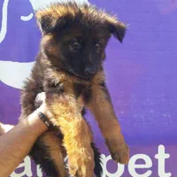 سگ ژرمن شپرد نگهبان شاخه شولاین