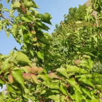 باغ ۷۳۰ متر در اسکو اسفنجان|فروش خانه و ویلا|اسکو, |دیوار