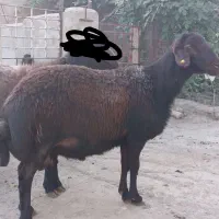 قوچ قزل افشار