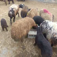 میش بره|حیوانات مزرعه|مشهد, کلاته برفی|دیوار