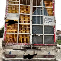 ایویکومرغی|خودرو سنگین|علیآباد کتول, |دیوار