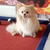 پامرانیان عروسکی