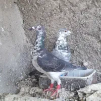 کفتر سینه سفید
