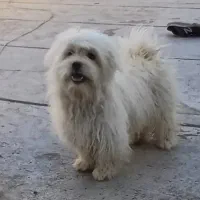 واگذاری پاپی نر