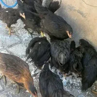 مرغ وخروس