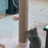 گربه اسکاتیش بلو ماده