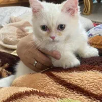 پسر خوشکلمون-بریتیش-4ماهه