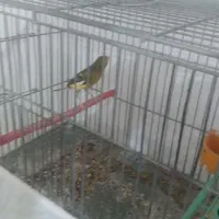 قناری|پرنده|مبارکه, |دیوار