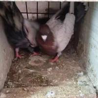 کبوتر طاووسی|پرنده|گلبهار, شهر جدید گلبهار|دیوار