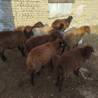 8عددبره نر هترو همه گله کرد|حیوانات مزرعه|بجنورد, |دیوار