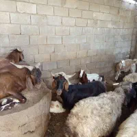 بز،بره، میش