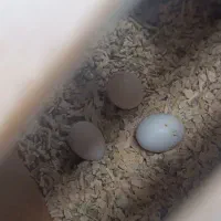 عروس هلندی مولد همراه جوجه و تخم
