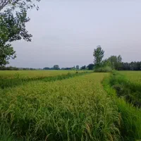 ۴۰۰۰متر زمین کشاورزی پرمحصول قیمت مناسب|فروش دفتر صنعتی، کشاورزی، تجاری|خشکبیجار, |دیوار