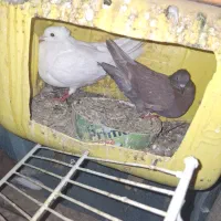 کبوتر|پرنده|قشم, |دیوار