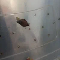 حلزون بم|خزنده|بم, |دیوار