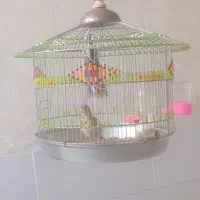 سهره قناری خاکی
