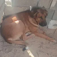 طوله سگ|سگ|مهران (ایلام), |دیوار