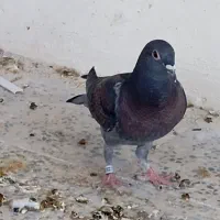 کبوتر پلاکی