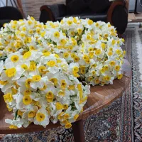 فروش گل نرگس|گل و گیاه طبیعی|خان ببین, |دیوار