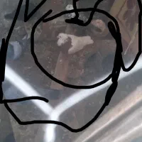 کفتر ماده طوقی و دو کت