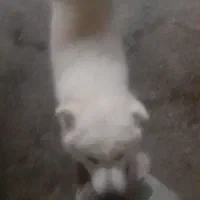 سگ سامویید|سگ|پرند, فاز ۶|دیوار