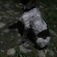 واگذاری پینتر آلمان شکاری