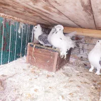 دوجفت کبوتر  بلژیکی طاوسی ویک دانه جکسون سفید