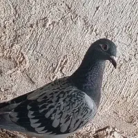 جوجه پلاکی